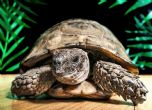 Spur Thighed : Male approx 60+ years old (Clary)